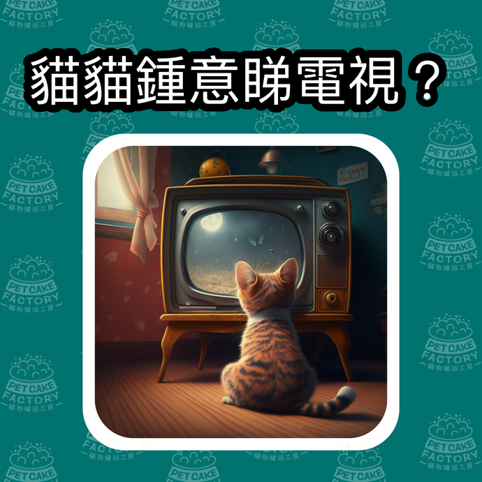 貓貓鍾意睇電視？
