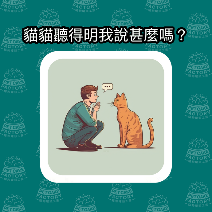 貓貓聽得懂人類說甚麼嗎？